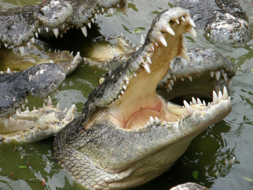Крокодилы открывают рот. Гребнистый крокодил зубы. Гребнистый крокодил челюсть. Пасть крокодила. Крокодил с открытой пастью.