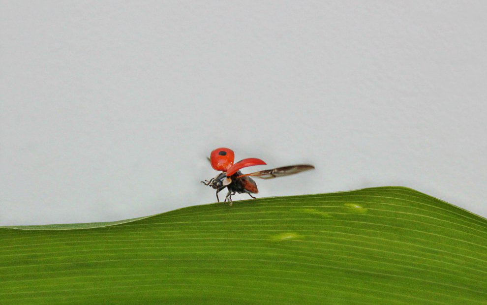 The ladybird.
