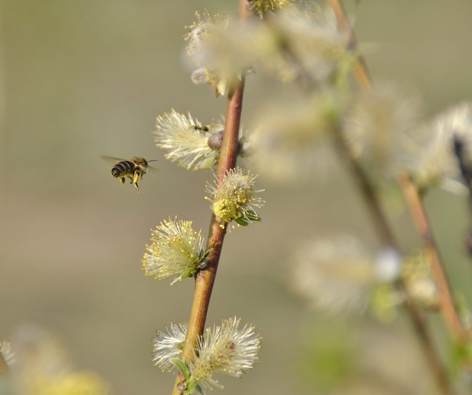 да это ж-ж-ж ива зацвела! — Фото №12616