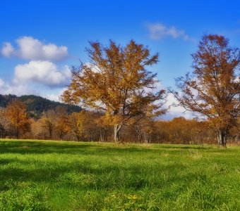 Golden Autumn Sakhalin.