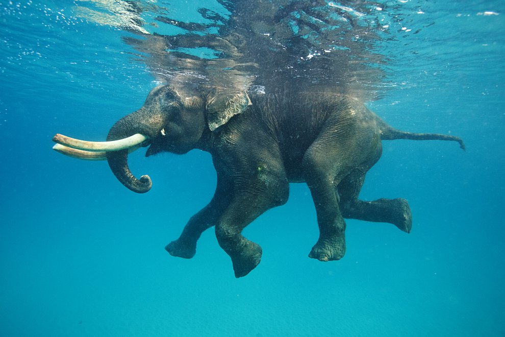"Морской" слон