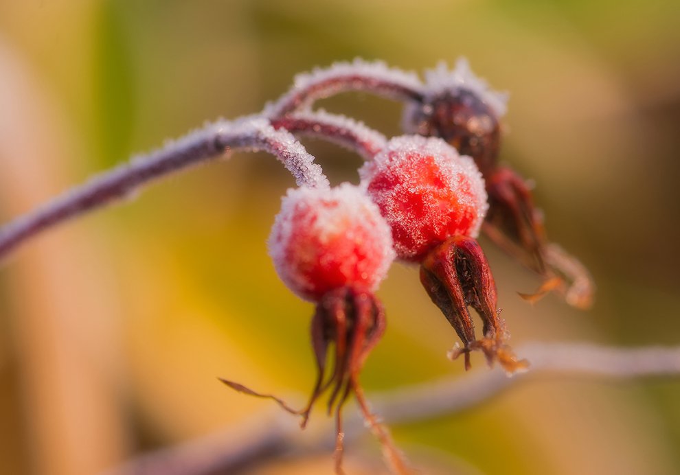 Frost covered red berry .