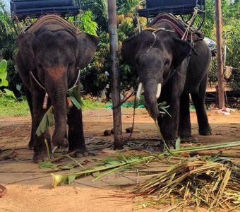 Слоны после прогулки