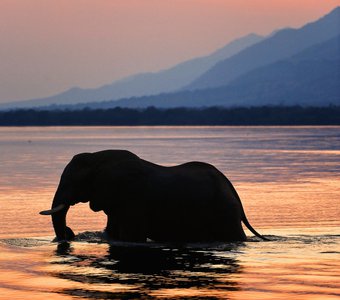 Слон в реке Замбези