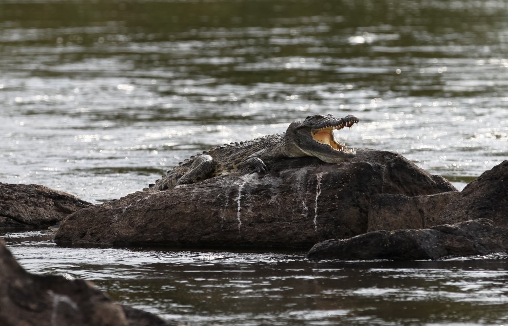 Крокодилы Окаванго