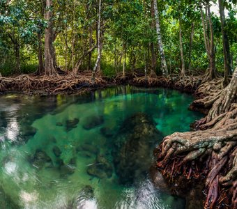 Река в мангровом лесу