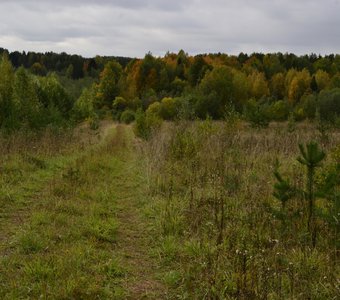 Граница леса с бывшим полем