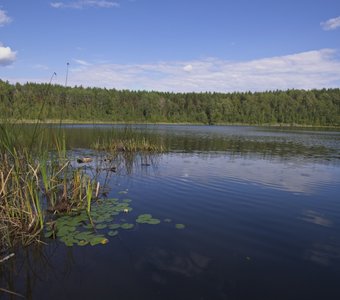 Лилия на озере Круглом