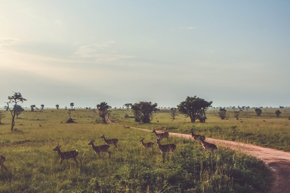 Угандийские олени