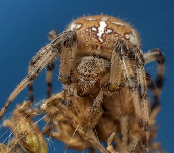 Araneus diadematus