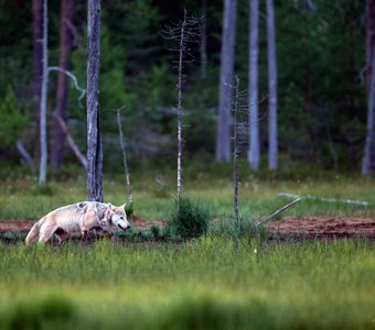Волчица на болоте