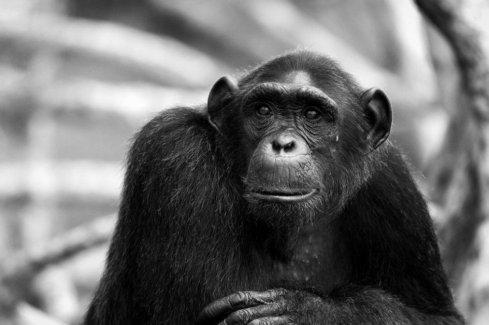 Чёрно-белый портрет шимпанз
