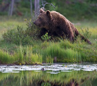Медведь и его отражение
