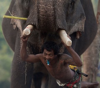Погонщик слонов... Таиланд