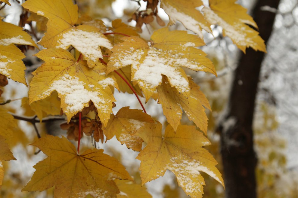 Первый снег — Фото №8732 — Russian Traveler