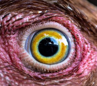 Глаз курицы