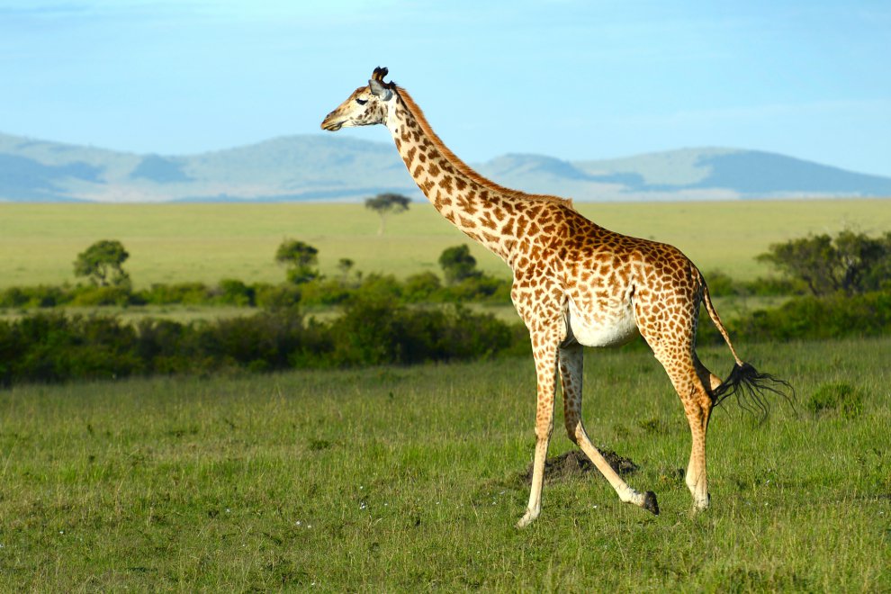 Крошка жираф