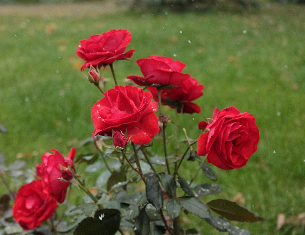 Первый снег. — Фото №12906