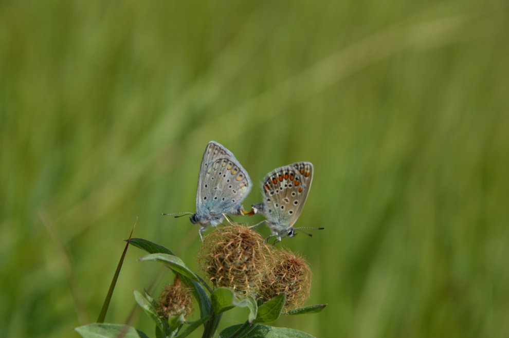 Крылатая любовь