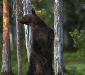 Медведь метит территорию