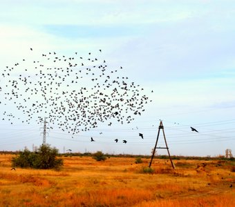 Осеняя стая