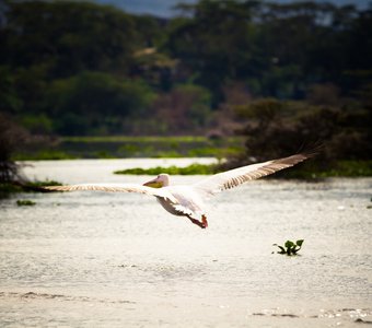 Полёт пеликана
