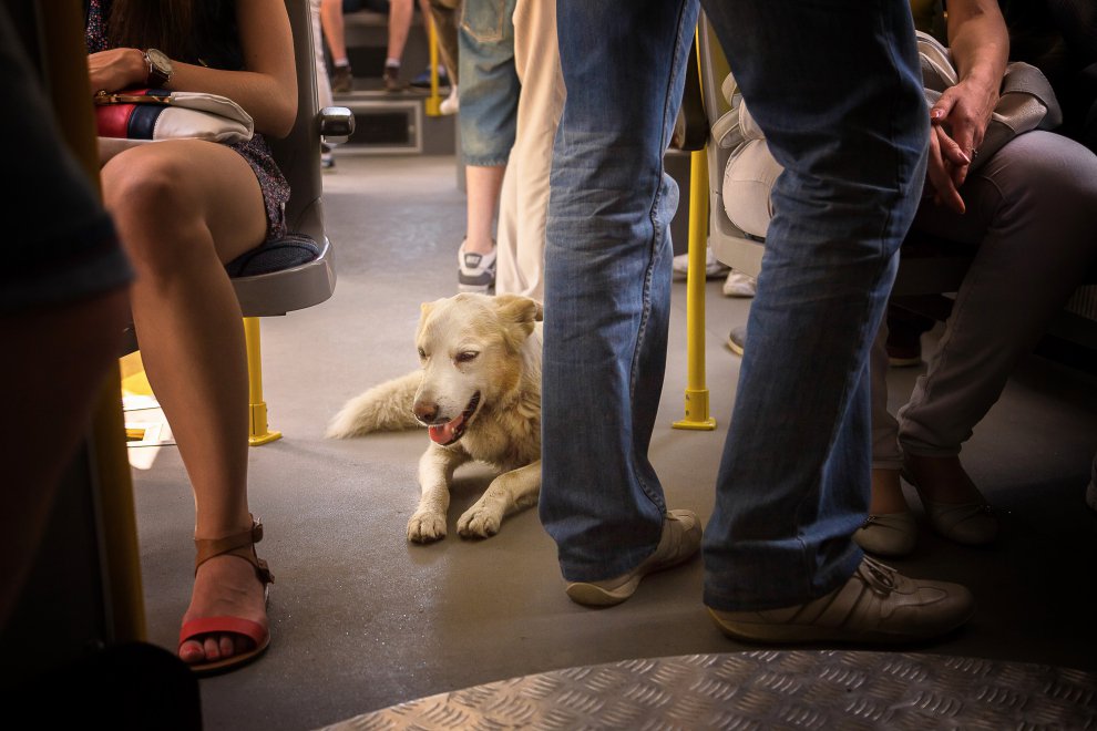 Сам себе хозяин — Фото №10442