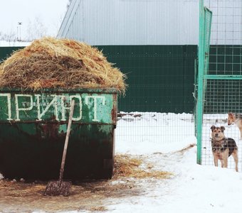 Приют для собак в Куркино