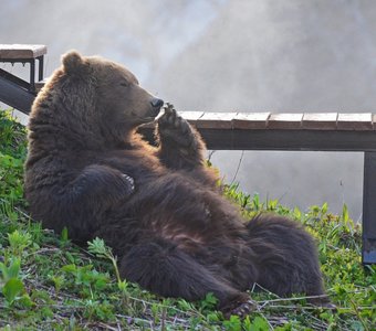 Медведь в долине гейзеров