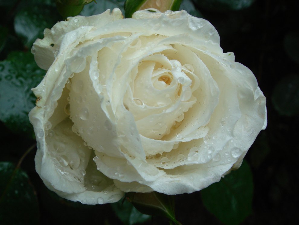Роза после дождя.