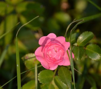садовая роза