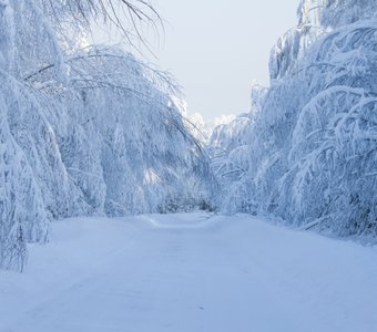 Дорога через уальский лес