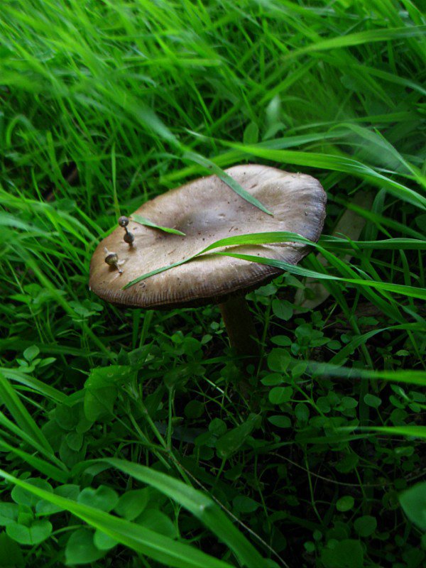 По грибы