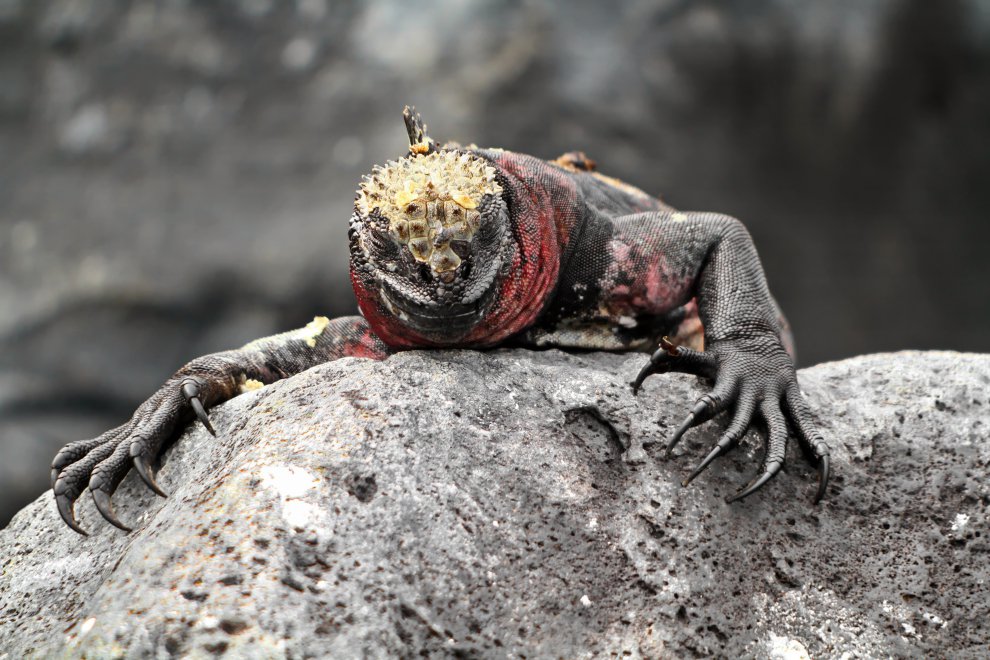 Не отдам ни пяди! — Фото №10710