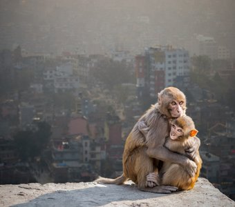 Обезьянки в храме