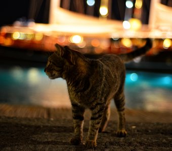 Портовый кот