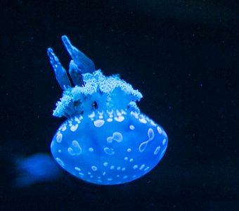 Медуза в ультрафиолете