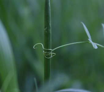 цепляющийся стебель мышиного горошка