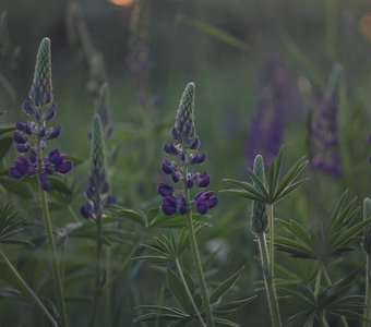 Люпины в цвету