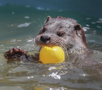 Водное поло