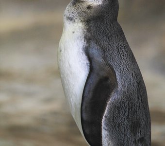 Пингвин Гумбольта