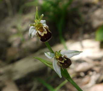 Горная орхидея