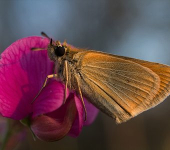 Бабочка (Толстоголовка)