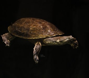Молодая черепаха Тортилла.