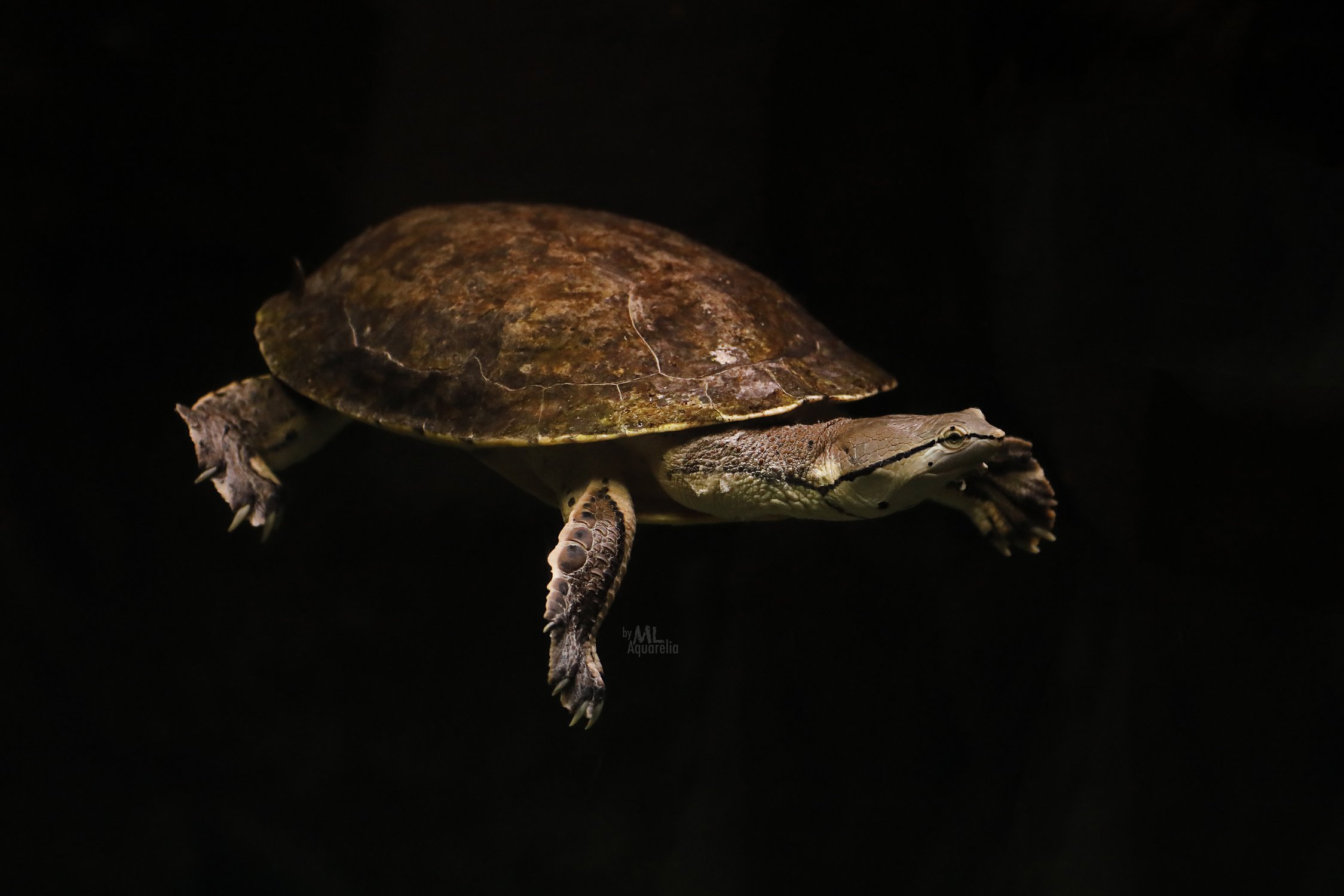Молодая черепаха Тортилла.