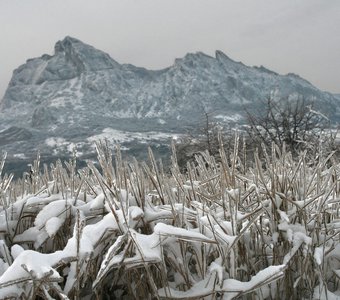 Хрустальные травы