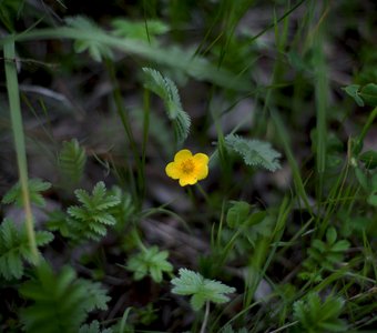 Даже самый маленький цветочек оживляет все вокруг, даже самый маленький человек способен изменить ход будущего.