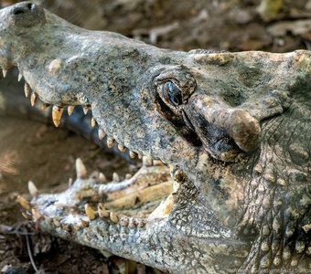 «Демон или дракон? Кубинский крокодил отдыхает в тени