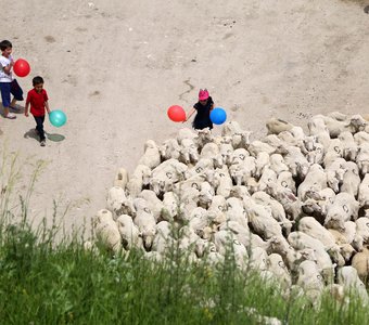 Children with sheep