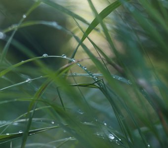 После дождя